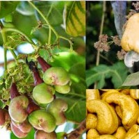 20-Cashew-font-b-Nut-b-font-Apple-Plant-Anacardium-Occidentale-Tree-Planting-font-b-Seeds